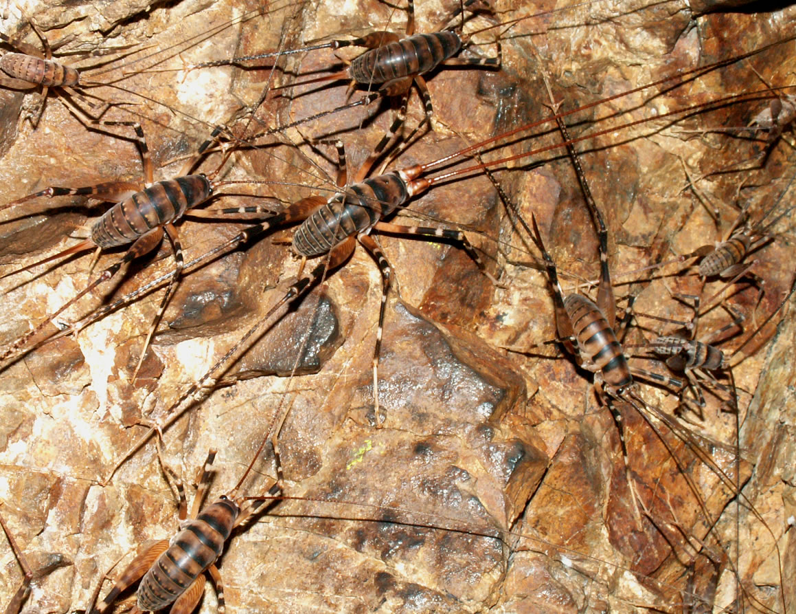 a group of Pachyrhamma edwardsii in a cave